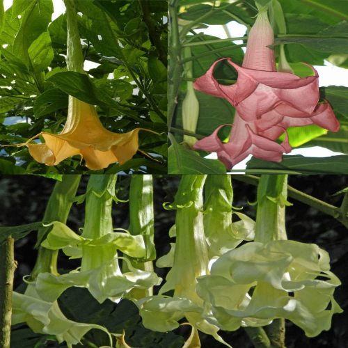 Best Selling! Poeetd plant Brugmansia flower Angel Trumpet fragrant Datura tree seeds garden decoration plant 100pcs - Arcis New