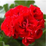 30PCS Rare Dark Red Geranium Bonsai Seeds