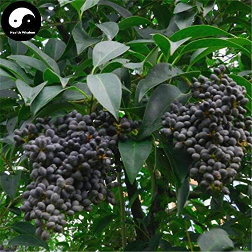 Ligustrum Lucidum Semente 100pcs Plant Glossy Privet Tree for Nv Zhen