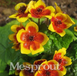 Home Garden Decoration Plant 100 French Caltha Palustris Bonsai Very Fragrant Can Grow Well in Pot Or Bonsai Flores Sementes