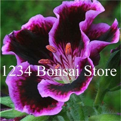 100 pcs Rare Real Gloxinia Plant,Bonsai Sinningia Gloxinia Flower Plant Potted Gloxinia Plant for Home Garden Ornamental Plants - (Color: 1)