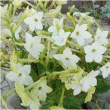 200pcs/lot Nicotiana Alata -s Home Garden Multi-Color Optional YR - (Color: 2)
