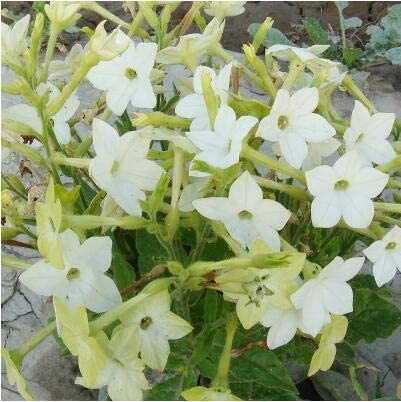 200pcs/lot Nicotiana Alata -s Home Garden Multi-Color Optional YR - (Color: 2)