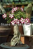 Genuine Desert Rose Bonsai 1 pcs Adenium Obesum Flower Bonsai Plant Air Purification Home Garden Potted Flower