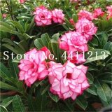 Genuine Desert Rose Bonsai 1 pcs Adenium Obesum Flower Bonsai Plant Air Purification Home Garden Potted Flower