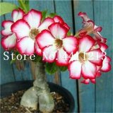 Genuine Desert Rose Bonsai 1 pcs Adenium Obesum Flower Bonsai Plant Air Purification Home Garden Potted Flower