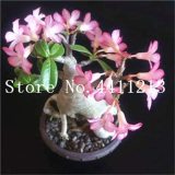 Genuine Desert Rose Bonsai 1 pcs Adenium Obesum Flower Bonsai Plant Air Purification Home Garden Potted Flower