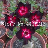 Genuine Desert Rose Bonsai 1 pcs Adenium Obesum Flower Bonsai Plant Air Purification Home Garden Potted Flower