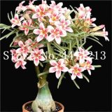 Genuine Desert Rose Bonsai 1 pcs Adenium Obesum Flower Bonsai Plant Air Purification Home Garden Potted Flower