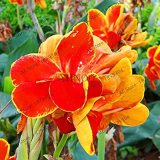 Canna Bonsai, DIY Potted Plants, Indoor/Outdoor Pot Garden Germination Rate of 95% A Variety of Colors 106 Pcs/Bag