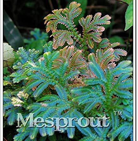 50pcs Selaginella Uncinata Bonsai of Bonsai Outdoor Selaginella Uncinata, Divine Plants Bonsai