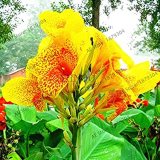 Canna Bonsai, DIY Potted Plants, Indoor/Outdoor Pot Garden Germination Rate of 95% A Variety of Colors 106 Pcs/Bag