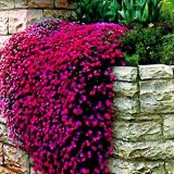 Big sale 205pcs rare ROCK cress Seeds Climbing plant Creeping Thyme Seeds Perennial Ground cover flower for home garden