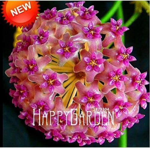 Fuchsia Ball Orchid Bonsai Hoya Carnosa Flores Potted Seeds Garden Climbing Plants
