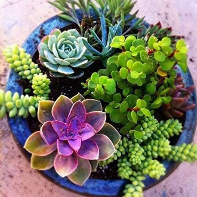 100pcs Mixed Cactus, Succulent Cactus Bonsai for Home & Garden Pot Plant Home Garden
