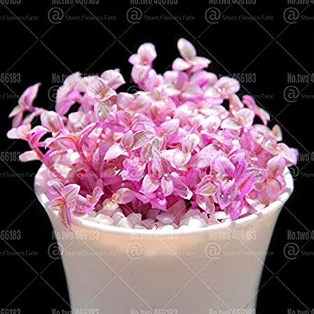 100pcs Rouge Cloud Succulents Bonsai Plants Pink Flower Perennial Indoor Succulent Plant for Home Garden Flower Plants