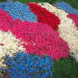 Big Promotion!100 pcs/Bag Creeping Thyme Bonsai or Multi-Color Rock CRESS Plant - Perennial Flower Garden Ground Cover Flower g - (Color: 6)