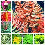 100PCS Japanese Rare Creeper Boston Fern Plant Vines Climbing Plants Ornamental Bonsai Plant for Home Garden - (Color: Multi-Colored)