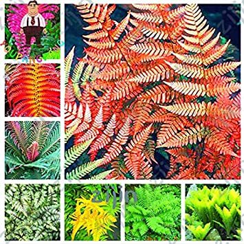 100PCS Japanese Rare Creeper Boston Fern Plant Vines Climbing Plants Ornamental Bonsai Plant for Home Garden - (Color: Multi-Colored)