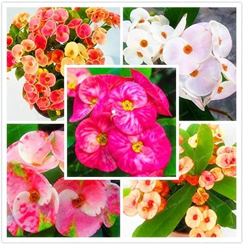 100 Pcs Cactus Euphorbia Milii Seeds New Rare Flower Plants For Home Garden Very Easy Grow Home Bonsai