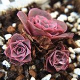 The Mountain Rose100 Pcs Green Rose Garden Greenovia Flower Seed Seeds Bonsai Succulent Plant Meaty Plant Flower Seeds Semillas