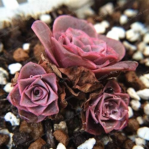 The Mountain Rose100 Pcs Green Rose Garden Greenovia Flower Seed Seeds Bonsai Succulent Plant Meaty Plant Flower Seeds Semillas
