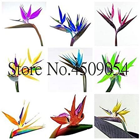 Indoor Plants Flowers Strelitzia Reginae Plants Bird of Paradise Flower Plants for Garden and Jardin Bonsai-100pcs Bonsai Flower - (Color: Mixed)