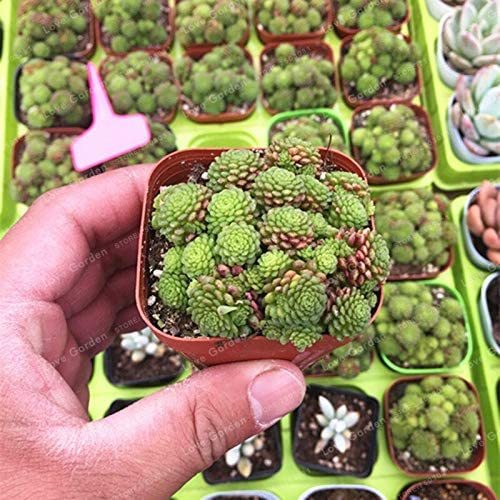 Monanthes Polyphylla Bonsai Succulent Bonsai Flower Bonsai Indoor Plant for Home Grden Potted Plant 100Pcs/Bag