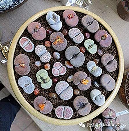 100 Pcs Beauty Mixed Mini Lithops Bonsai Plants Cactus Bonsai Plants Organic Garden Succulent Bonsai Balcony Flower Planting