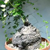 2pcs/Bag Turtle Back,Elephant's Foot,Hottentots' Bread Flores(Dioscorea elephantipes) Bonsai Plant Home Garden