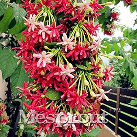 50PCS French Provence Quisqualis Bonsai Fragrant Organic Quisqualis Bonsai Plant Flower Bonsai Home Garden