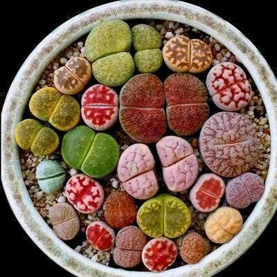 100 Pcs Beauty Mixed Mini Lithops Bonsai Plants Cactus Bonsai Plants Organic Garden Succulent Bonsai Balcony Flower Planting - (Color: Purple)