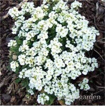 500 pcs Creeping Thyme Bonsai or Blue Rock CRESS Plant - Perennial Ground Cover Flower Flores,Natural Growth for Home Garden - (Color: 11)