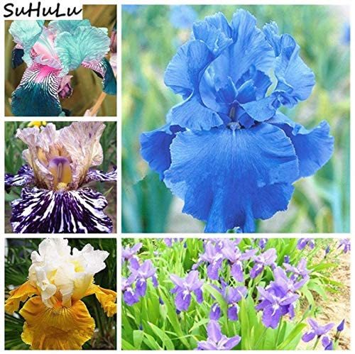 Sale 200 Pcs Blue Iris Plant Bearded Iris Flower Flores Rare Bonsai Plant Perennial Gorgeous Cut Flower Nature Plants Orchid - (Color: Mixed)