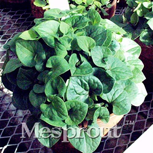 100PCS Hot Pure Natural Herba Houttuyniae Chinese Herbal Bonsai 100% Organic Pure Natural Herba