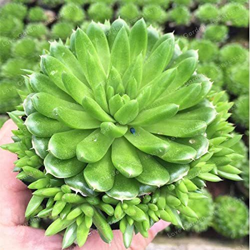 About 100 PCS Rare Succulents Bonsai Orostachys.Iwarenge Cactus Bonsai Rare Flower Cactus Bonsai Flower Potted Plant - (Color: Mix)