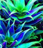 500 pcs Charming Aloe Mix Excellent Houseplants Succulent Aloe Vera Bonsai Beauty Edible Cosmetic Potted Garden Plants Planting - (Color: 14)