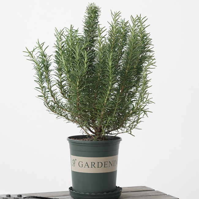 50PCS Rosemary Seeds Small Evergreen Herbal Plant Edible Bonsai with Blue Flowers