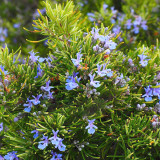 50PCS Rosemary Seeds Small Evergreen Herbal Plant Edible Bonsai with Blue Flowers