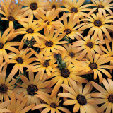 200PCS Orange Dimorphoteca sinuata Seeds Annual Namaqualand Daisy Herb Plants Bonai African Daisy