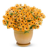 200PCS Orange Dimorphoteca sinuata Seeds Annual Namaqualand Daisy Herb Plants Bonai African Daisy