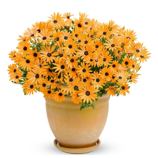 200PCS Orange Dimorphoteca sinuata Seeds Annual Namaqualand Daisy Herb Plants Bonai African Daisy