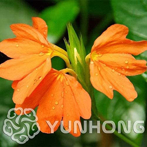 100Pcs A Pack Rare Crossandra Infundibuliformis Grow lings Bonsai Crossandra Infundibuliformis Garden Flowers Bonsai