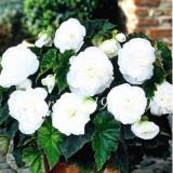 New 50PCS Bonsai Mixed Rieger Begonias Beautiful Bonsai Multi-Flap Flowers