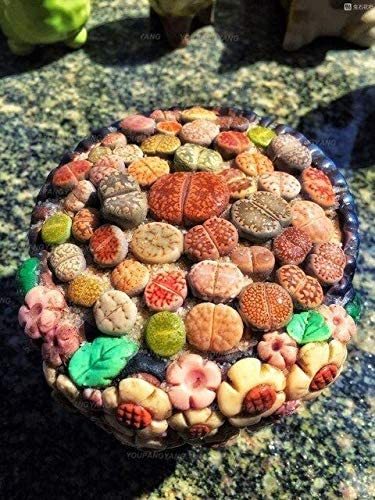 100 Pcs Beauty Mixed Mini Lithops Bonsai Plants Cactus Bonsai Plants Organic Garden Succulent Bonsai Balcony Flower Planting - (Color: Multi-Colored)