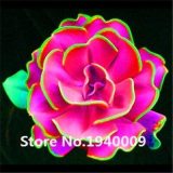 Bonsai 100 Pcs Rainbow Succulent Bonsai Seedling Perennial Office Mini Bonsai Plant Succulent Planting Home Balcony Garden - (Color: 19)