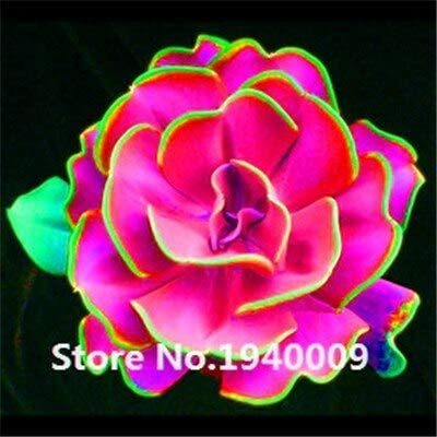 Bonsai 100 Pcs Rainbow Succulent Bonsai Seedling Perennial Office Mini Bonsai Plant Succulent Planting Home Balcony Garden - (Color: 19)