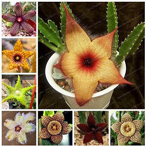 Stapelia pulchella Seeds Stone Cactus Seeds Lithops Mix Succulents Raw Rare For Home Garden Flower Bonsai Plants 100 Pcs