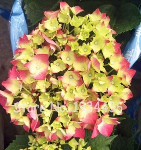 100 Pcs Bonsai Garden Hydrangea Flowers Perennial Little Tree Flower Seedling Plantas Ukraine Air Plants Home Jardin Small Gifts - (Color: D14)