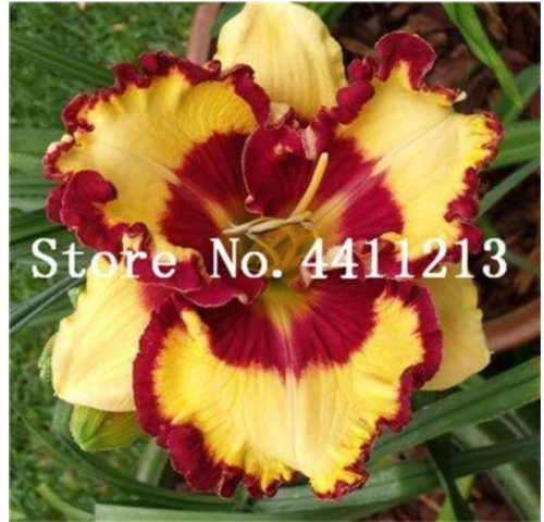 50 Pcs Hybrid Mix Yellow Daylily Flowers Plants Rare Colour Hybrid Hemerocallis Plants New Day Lily Plants Packet Garden Decor - (Color: 23)